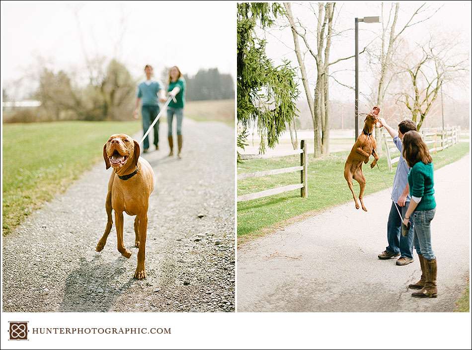 Our best friends - dogs from engagement sessions