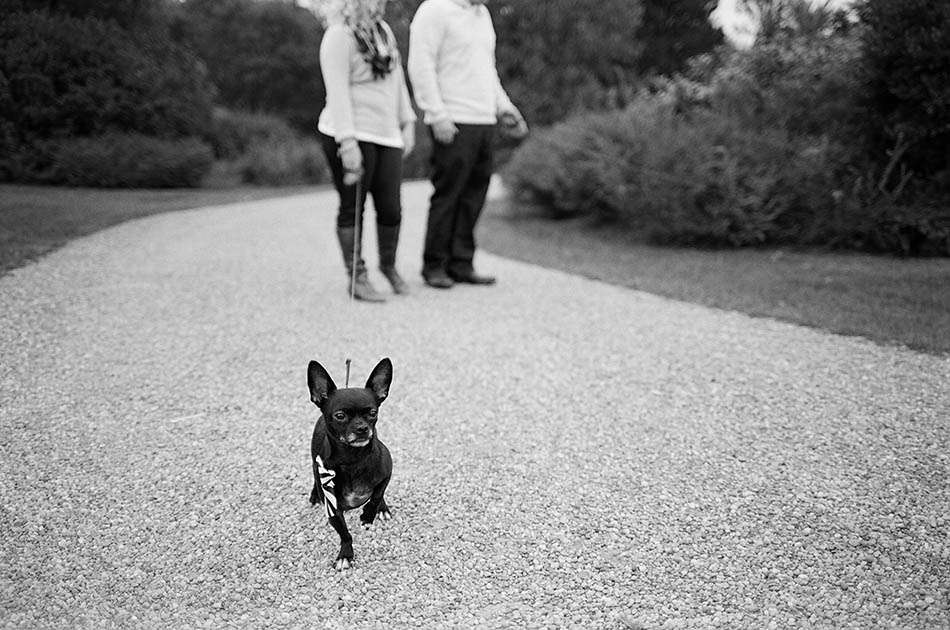 Autumn engagement session at Holden Arboretum with Katie and Joe